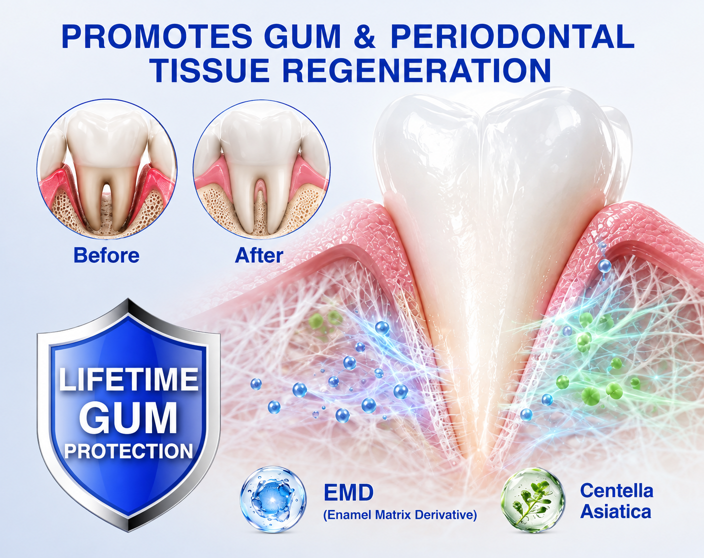Periodontal tissue and gum regeneration illustration with EMD and Centella Asiatica